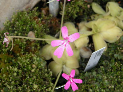 Pinguicula moranensis