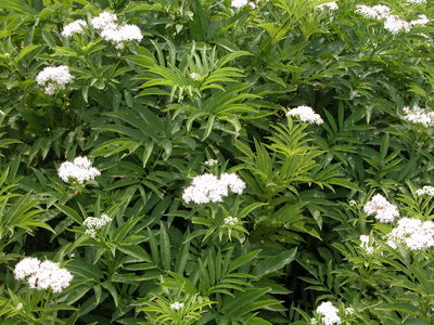 Sambucus ebulus