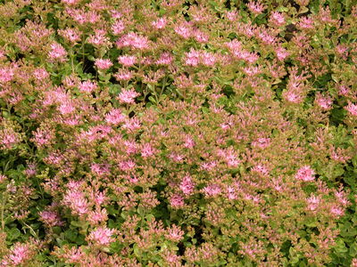 Sedum spurium