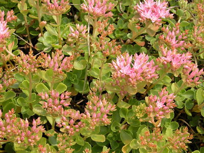 Sedum spurium