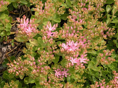 Sedum spurium