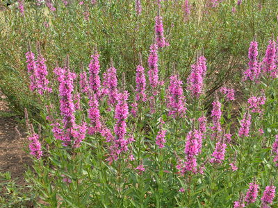 Lythrum salicaria