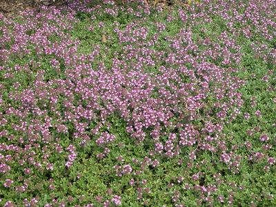 Thymus serpyllum