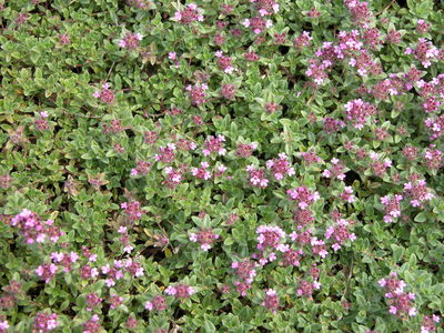 Thymus serpyllum