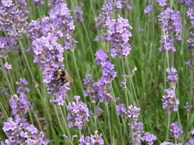 Lavandula angustifolia 'Munstead'