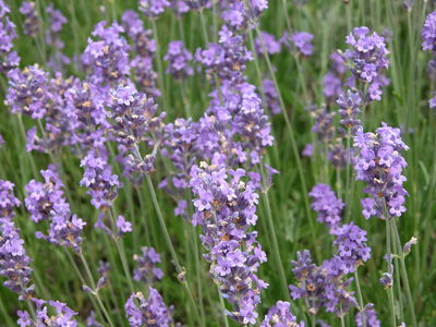 Lavandula angustifolia 'Munstead'