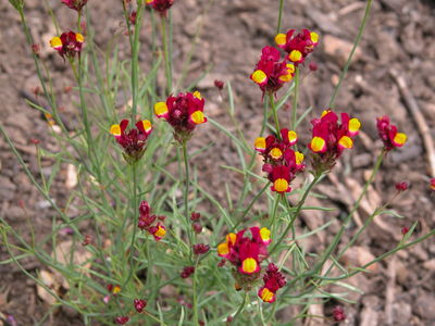 Linaria reticulata