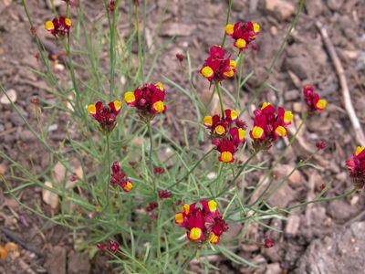 Linaria reticulata