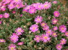 Drosanthemum hispidum