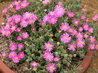 Drosanthemum hispidum
