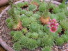 Sempervivum ballsii