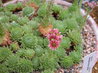 Sempervivum ballsii