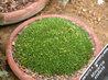 Minuartia stellata