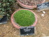 Minuartia stellata