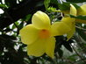 Golden Trumpet