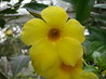 Golden Trumpet