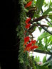 Columnea gloriosa Sprague