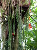 Columnea gloriosa Sprague