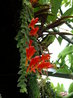 Columnea gloriosa Sprague