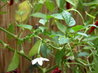 mirasol chilli