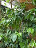 Coffea arabica
