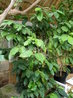 Coffea arabica
