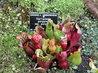 Sarracenia purpurea