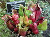 Sarracenia purpurea