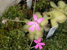 Pinguicula moranensis