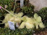 Pinguicula moranensis