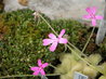 Pinguicula moranensis