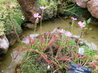 Drosera capensis