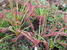Drosera capensis