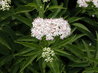 Sambucus ebulus