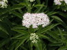 Sambucus ebulus