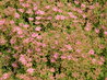 Sedum spurium