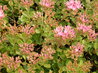 Sedum spurium