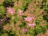 Sedum spurium