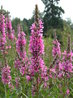 Lythrum salicaria