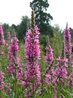 Lythrum salicaria