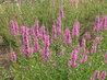 Lythrum salicaria