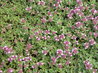 Thymus serpyllum