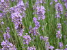 Lavandula angustifolia 'Munstead'