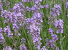 Lavandula angustifolia 'Munstead'