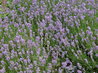 Lavandula angustifolia 'Munstead'