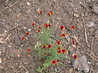 Linaria reticulata