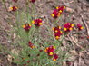 Linaria reticulata