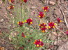 Linaria reticulata