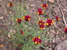 Linaria reticulata