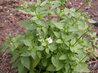 Nemesia melissifolia